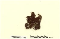 藏品(爪哇檜苔)的圖片